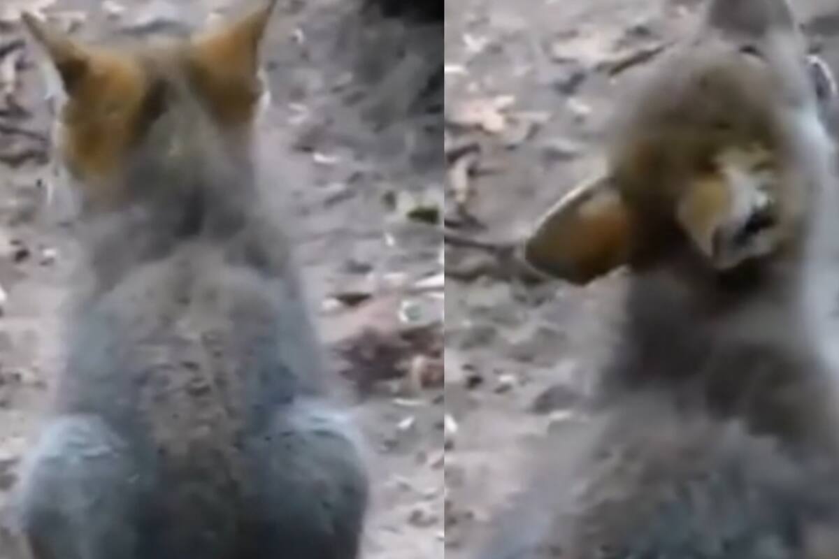 Cachorro de lobo practica sus primeros aullidos; escucha cómo suenan