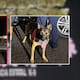 PESP y Unidad K9 aseguran 70 envoltorios en Hermosillo