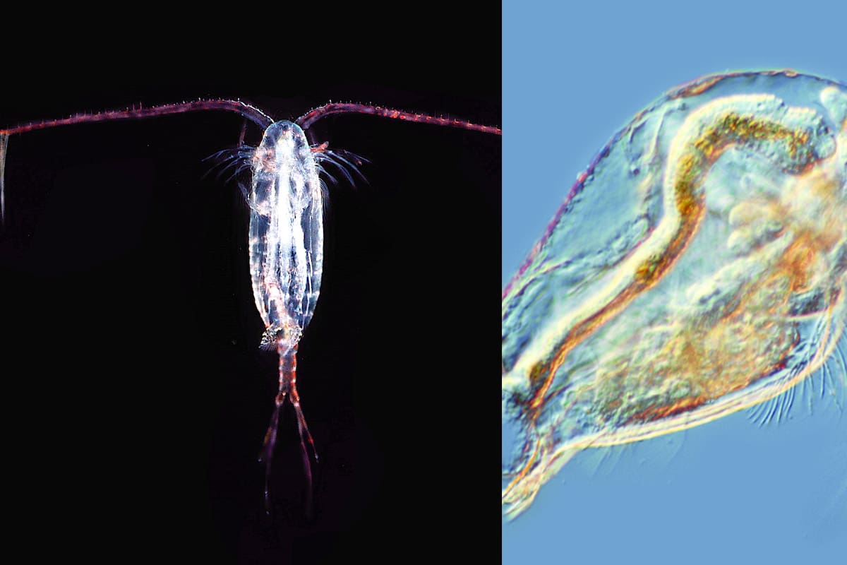 Este pequeño animal está ayudando a reducir el calentamiento global