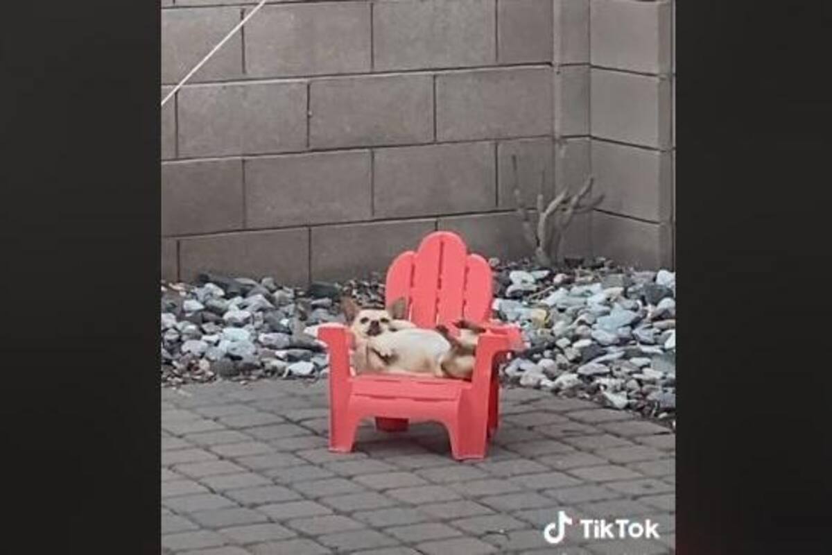 TIKTOK: Perrito sorprende a sus dueños al acostarse en una silla