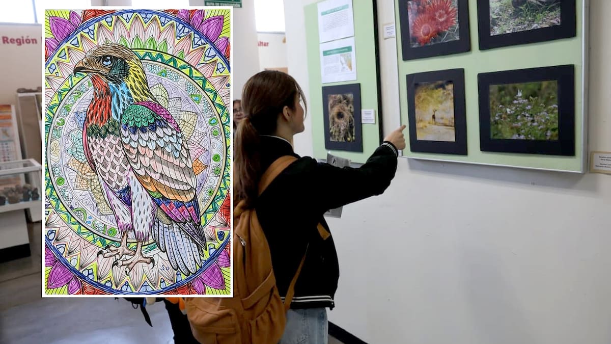 Transforman en arte sus observaciones: presentan en la Unison la exposición “Mujeres, aves y naturaleza” con más de 60 piezas creadas por artistas sonorenses