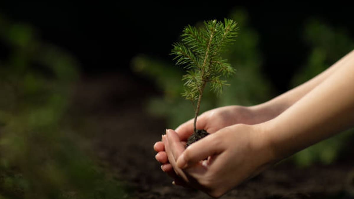 Anuncian jornada de reforestación en Otay con plantación de hasta 200 árboles