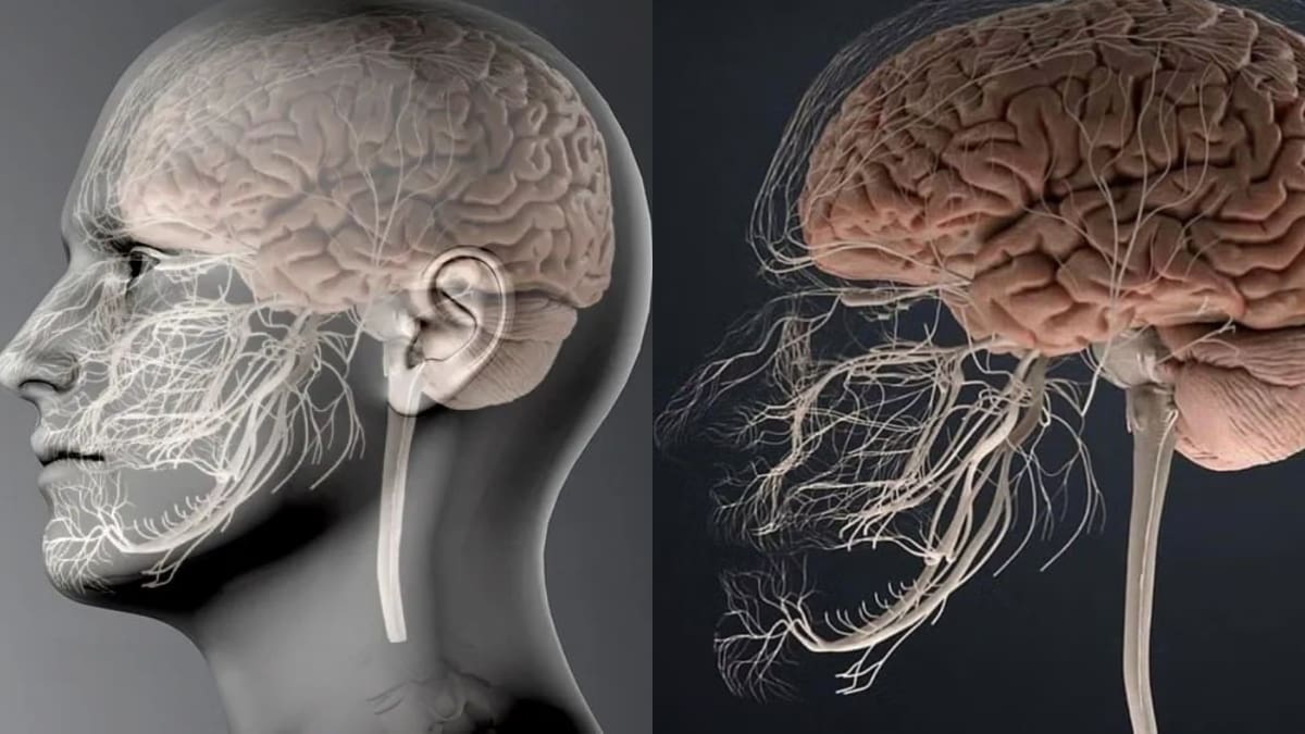 No es solo un dolor de muela: Impactante imagen del sistema nervioso muestra cómo todo está conectado