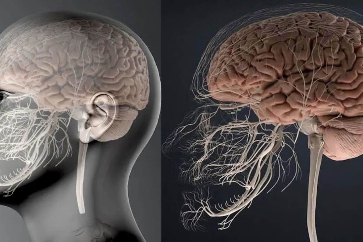 No es solo un dolor de muela: Impactante imagen del sistema nervioso muestra cómo todo está conectado