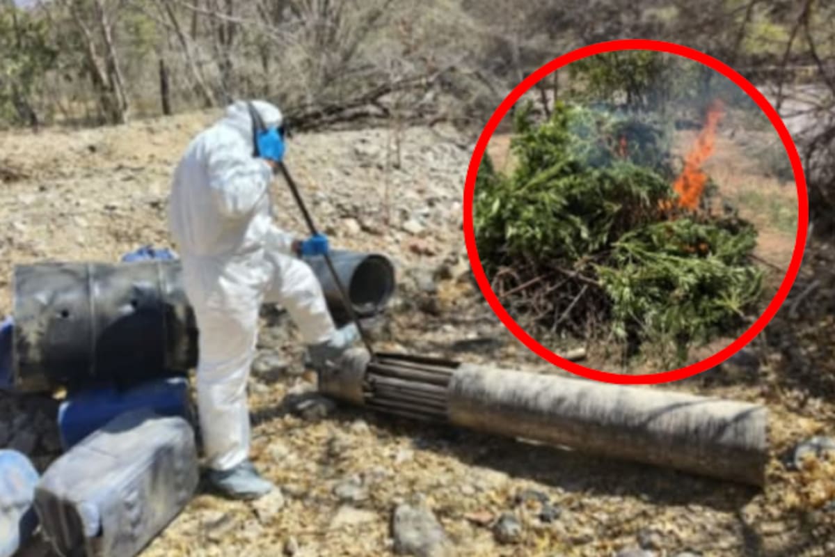Descubren laboratorio clandestino y destruyen plantío de marihuana en plena sierra de Cosalá