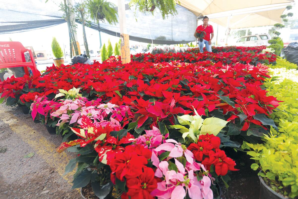 Cómo cuidar la flor de Nochebuena para que dure todo el año