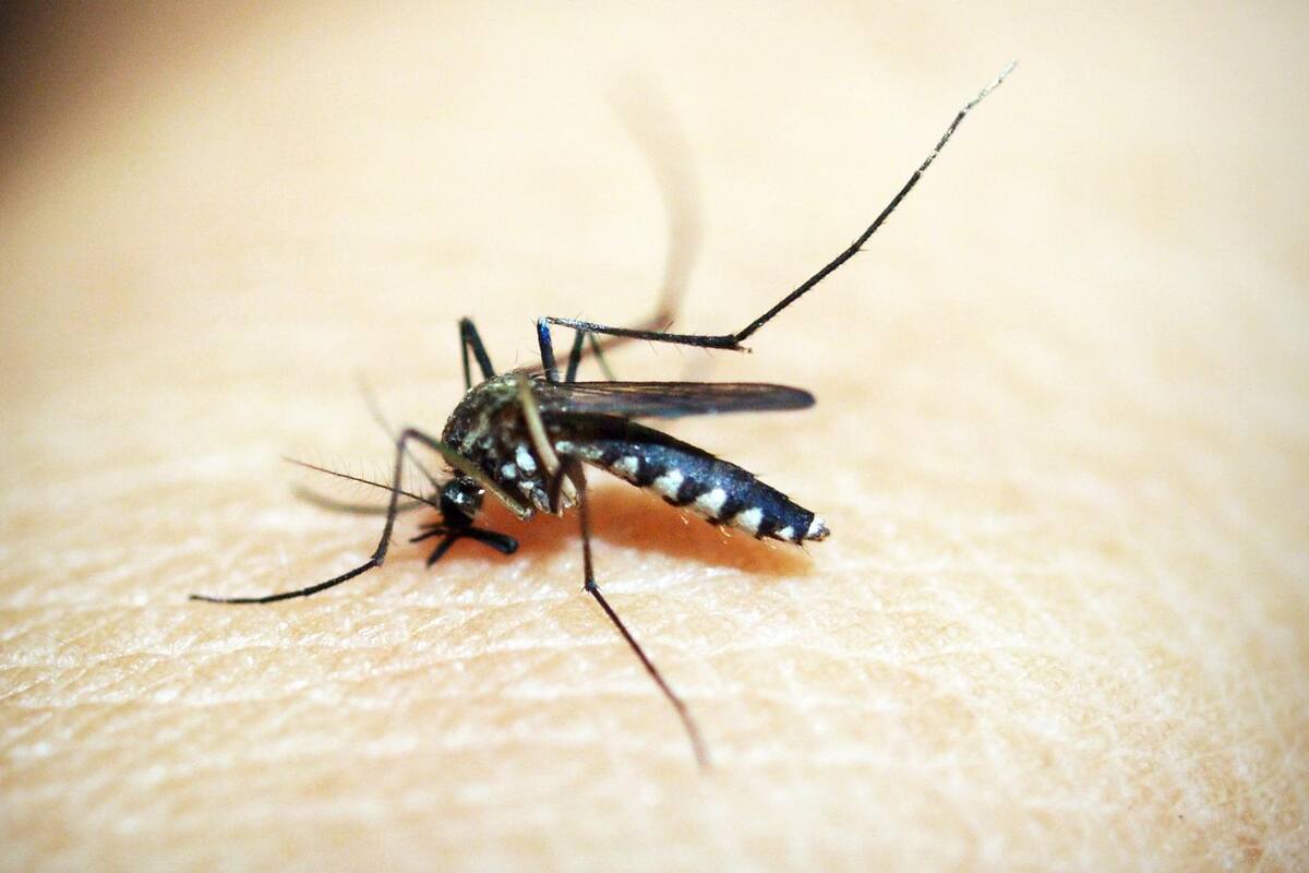 México entre la pandemia de Covid-19 y el dengue; se han reportado 500 muertes por esta última