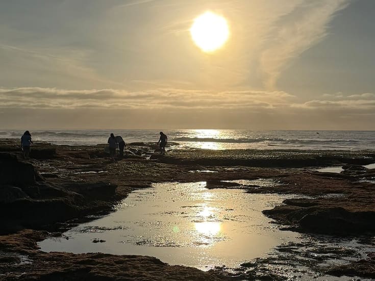 Explora los tide pools de San Diego y aprende sobre conservación marina