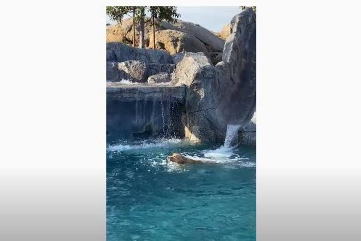 VIDEO: Perro se tira por resbaladero a una alberca y asusta a sus dueños
