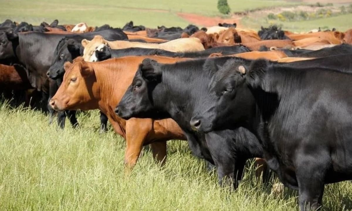 El cierre fronterizo por el gusano barrenador cuesta 1,850 millones de dólares a ganaderos mexicanos, obligándolos a asumir gastos imprevistos de alimentación y veterinaria por 1.8 millones de reses retenidas | Archivo GH