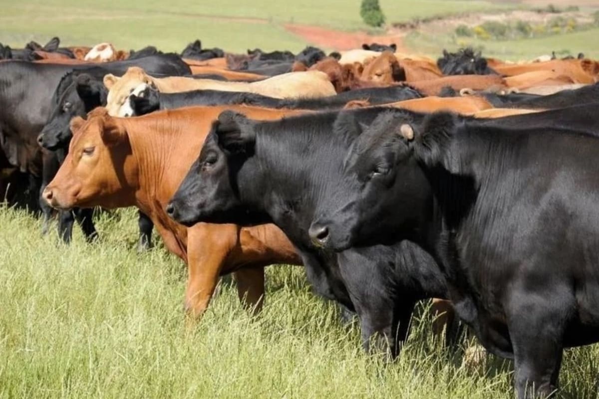 El cierre fronterizo por el gusano barrenador cuesta 1,850 millones de dólares a ganaderos mexicanos, obligándolos a asumir gastos imprevistos de alimentación y veterinaria por 1.8 millones de reses retenidas
