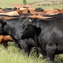 El cierre fronterizo por el gusano barrenador cuesta 1,850 millones de dólares a ganaderos mexicanos, obligándolos a asumir gastos imprevistos de alimentación y veterinaria por 1.8 millones de reses retenidas