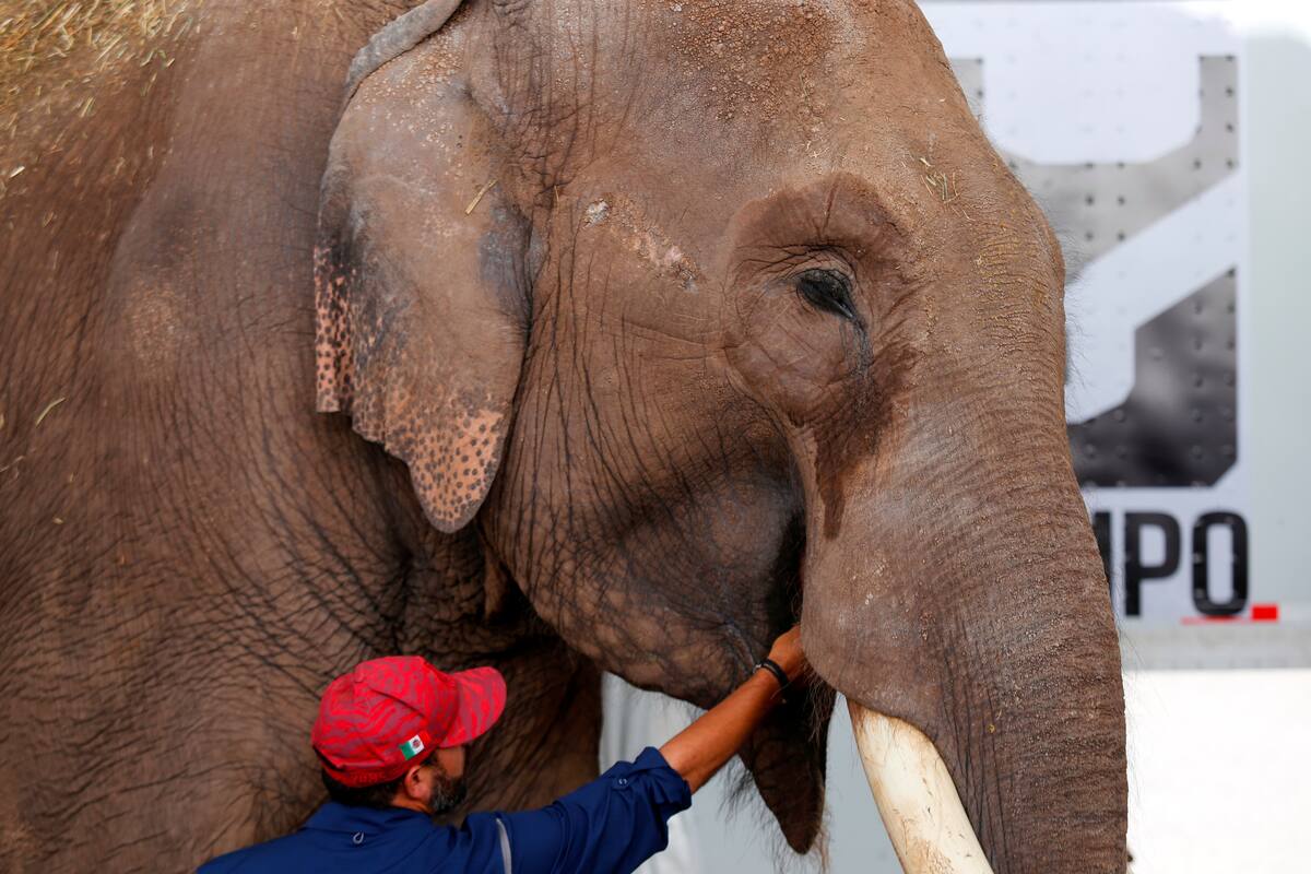 Un elefante asiático de circo, es trasladado hoy, martes al Zoológico de Culiacán desde la ciudad de Guadalajara, estado de Jalisco (México). EFE/ Francisco Guasco