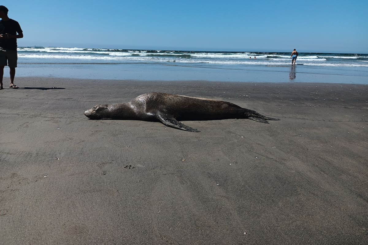 Concluye ola de varamientos de lobos marinos en Baja California