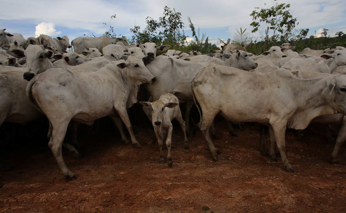 IMAGEN DE ARCHIVO REFERENCIAL.REUTERS/Nacho Doce