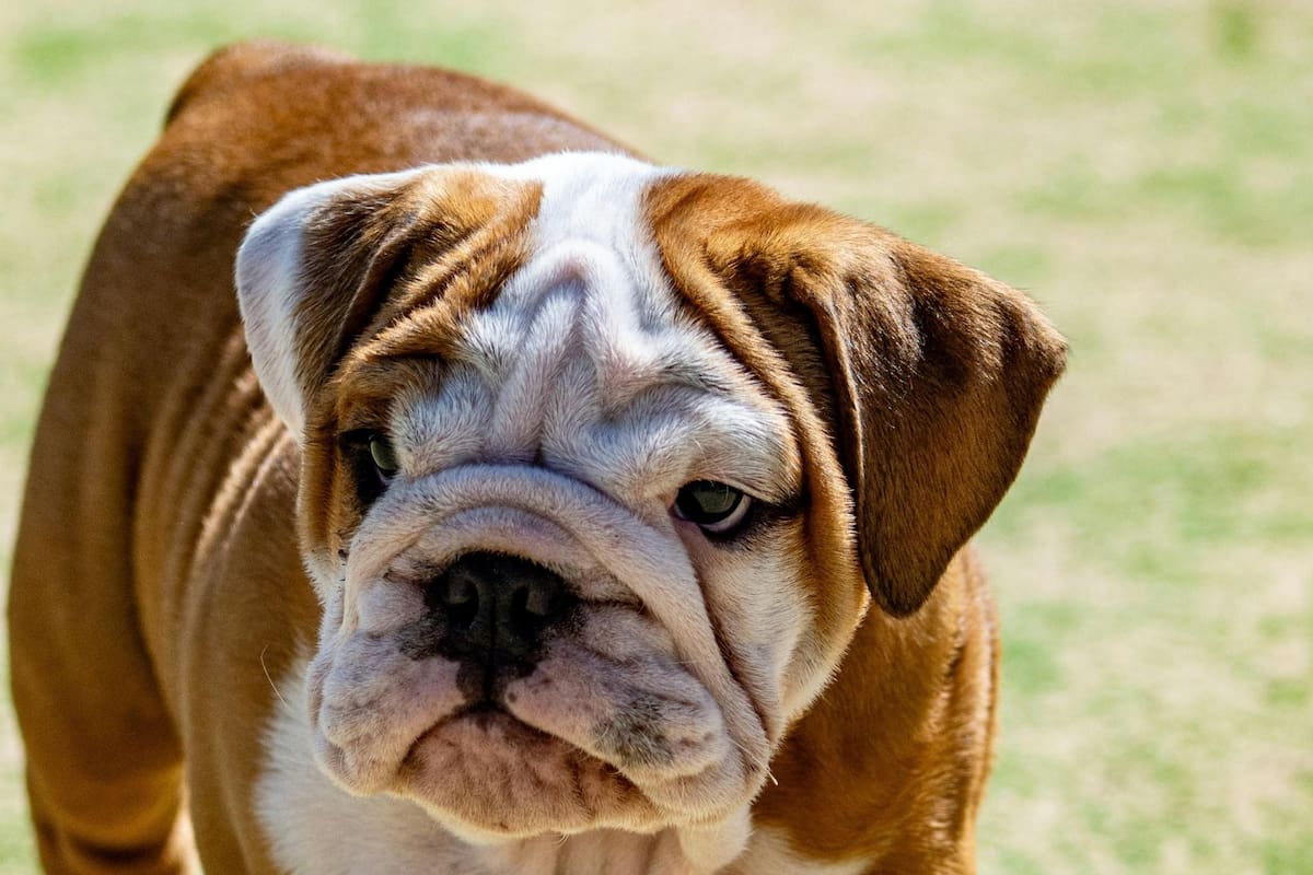 Razas de perros menos inteligentes, según expertos