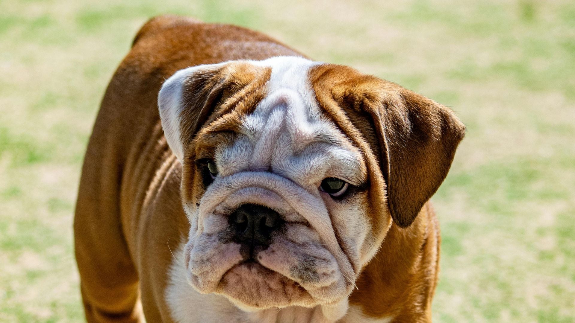 Razas de perros menos inteligentes, según expertos | Foto: Especial (canva)