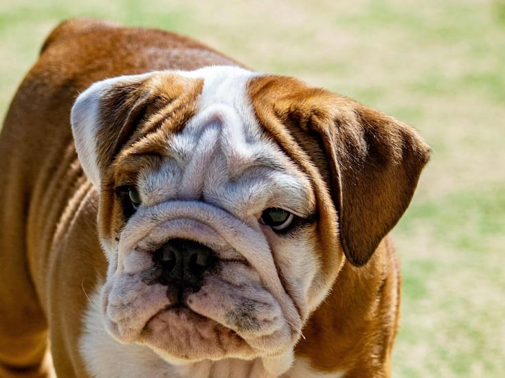 Razas de perros menos inteligentes, según expertos