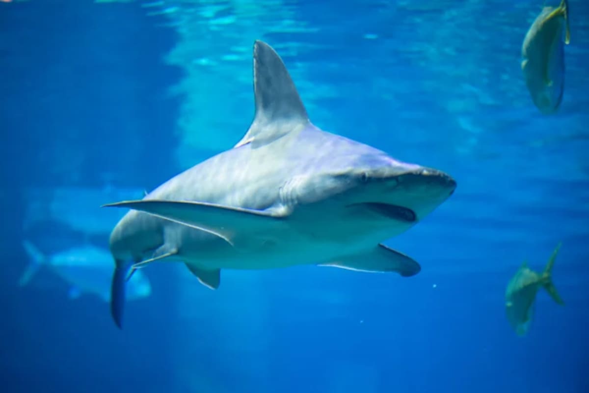 SeaWorld San Diego presenta la renovada experiencia Shark Encounter