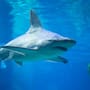 SeaWorld San Diego presenta la renovada experiencia Shark Encounter