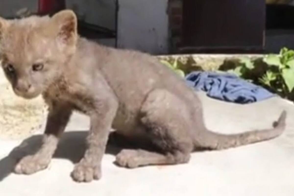 Adoptó un gato callejero y resultó ser un animal en peligro de extinción