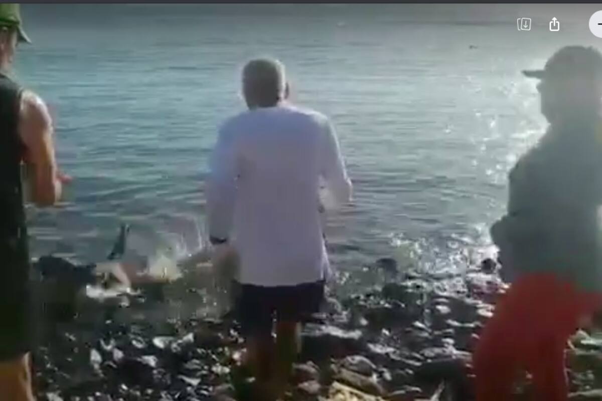 Grupo de limpieza libera a pelícano enredado en una línea de pesca en Bahía de Kino