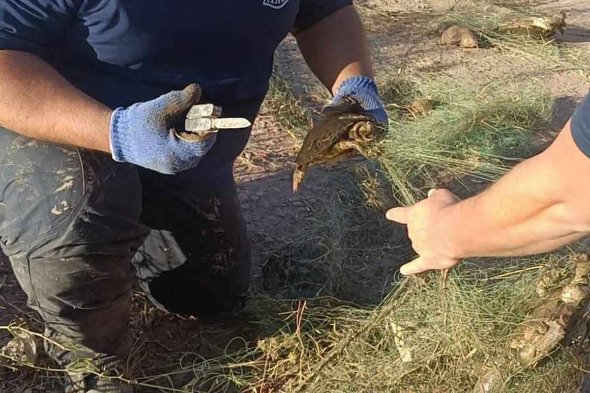 Más de 400 tortugas muertas por chinchorros en Cajeme