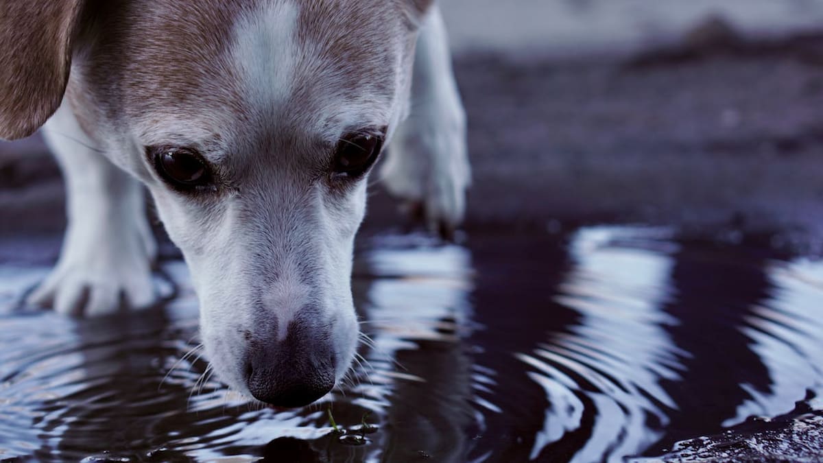 Arrestan a adulto mayor tras hallazgo de mascotas muertas en su vivienda tras reporte de que “Alguien estaba matando perros”