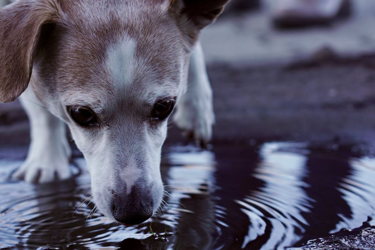 Ante las altas temperaturas que dejará la onda de calor en México, las mascotas en el exterior pueden sufrir daños graves, e incluso la muerte, si no cuentan con medidas de seguridad como tener agua y sombra. | Foto: Pexels