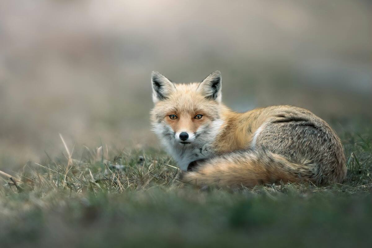 3 curiosidades sobre los zorros, según National Geographic
