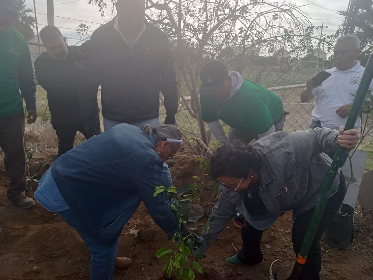 El Ayuntamiento de Rosarito puso en marcha su primer vivero, ubicado en la colonia Ampliación Leyes de Reforma.