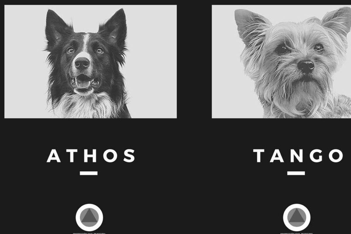 Hombre es encontrado culpable de envenenar a dos perros en Querétaro