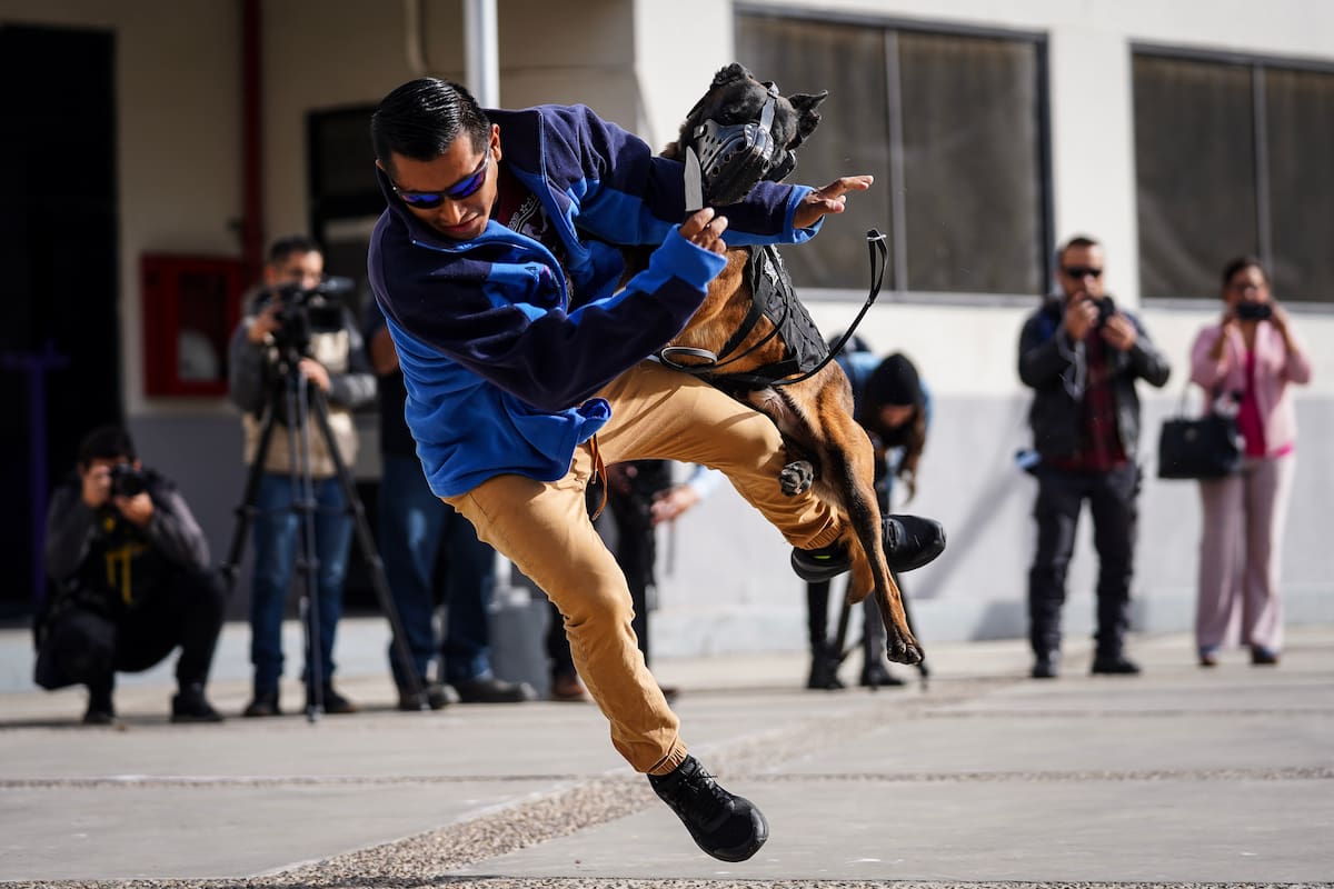 Regresan equipos K9 de Mexicali con medallas de Riverside