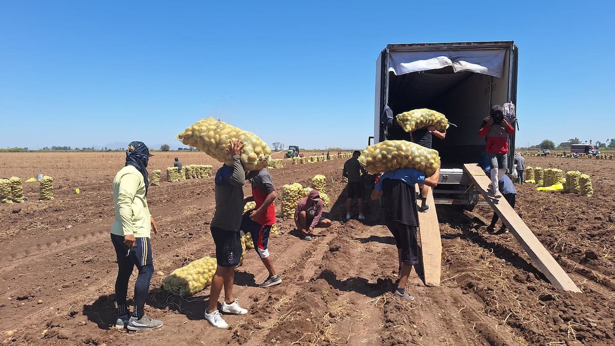 La mayor cantidad de papa del Estado de Sonora se produce en el Valle del Yaqui donde existen al menos 40 productores de este cultivo. / Imagen por Mayra Echeverría.