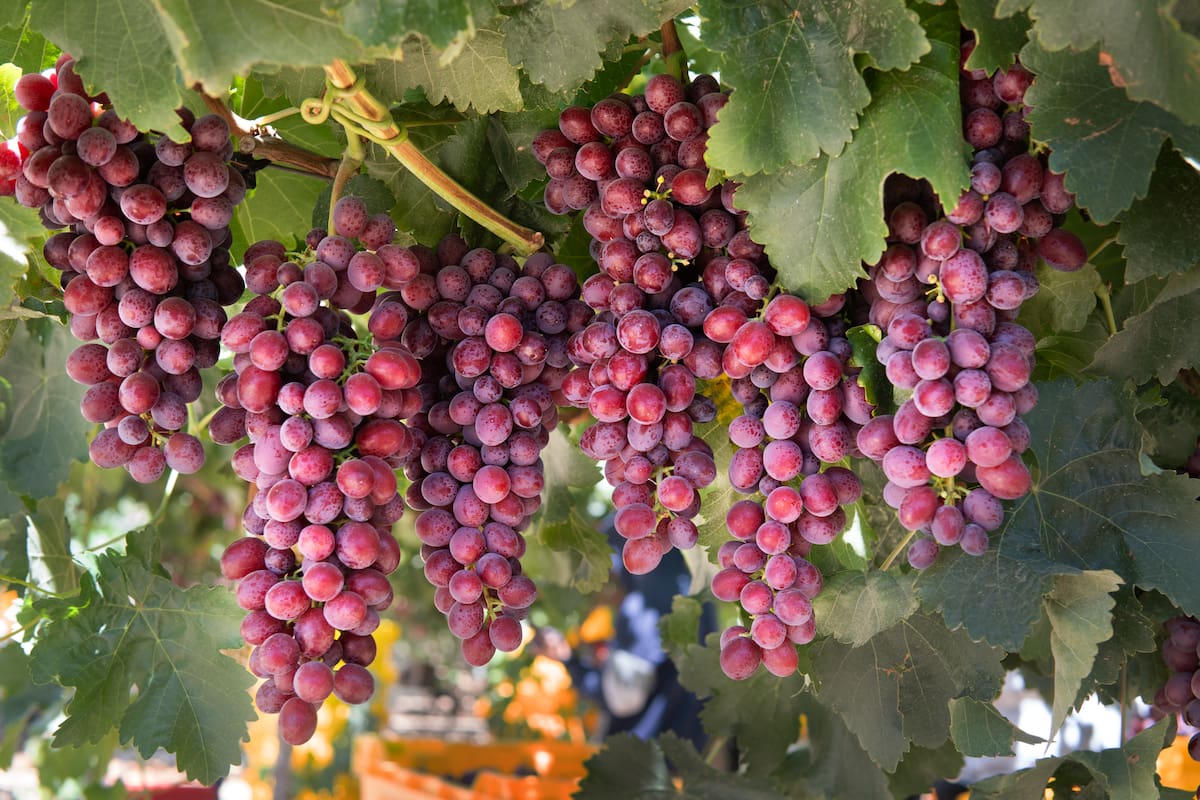 Grupo Alta: valores que trascienden fronteras