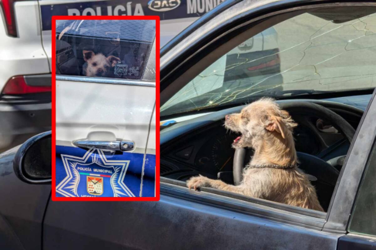 Rescatan a perrito “Joaquín” encerrado en un auto: el peligro de dejar mascotas en vehículos