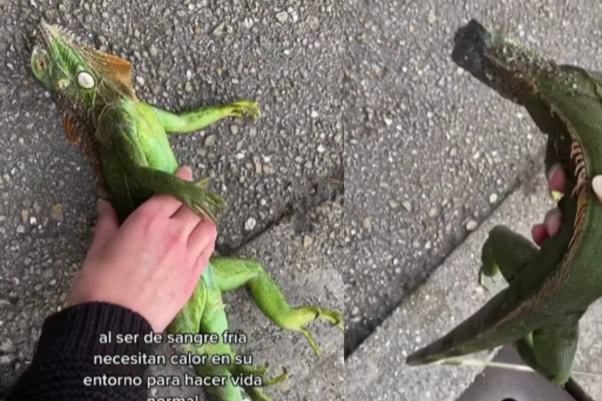 Lluvia de iguanas en Florida: el curioso fenómeno que sorprende a los residentes