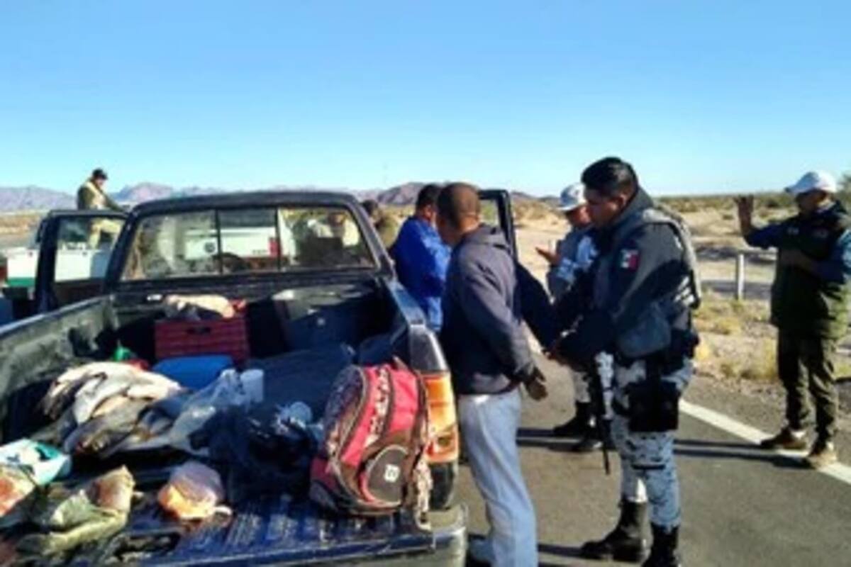 Arrestan a dos con totoaba, curvina y tortuga en carretera a San Felipe