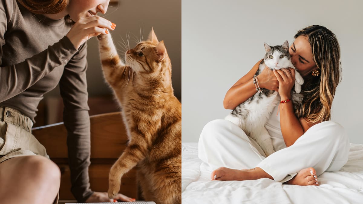 ¿Cómo saber si tu gato es feliz contigo? Foto: Canvas