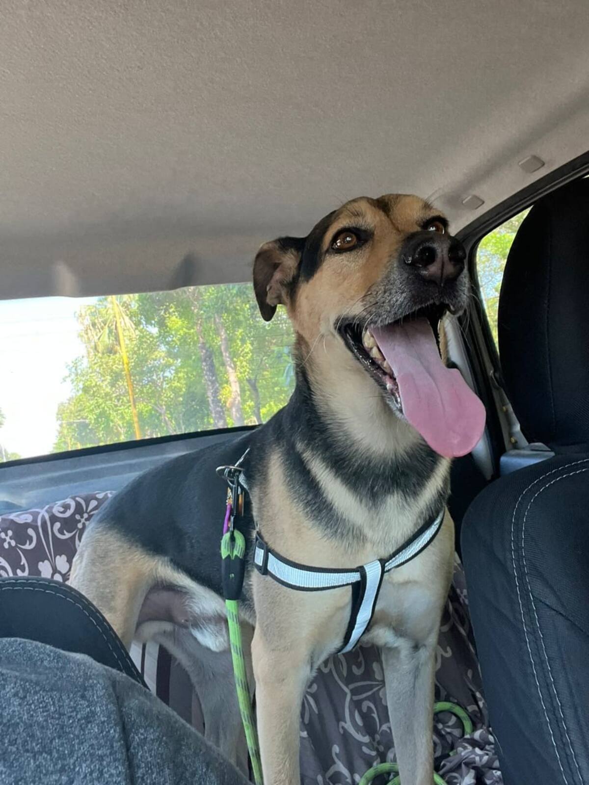 El registro RUAC, obligatorio para perros y gatos en CDMX: lo que debes saber