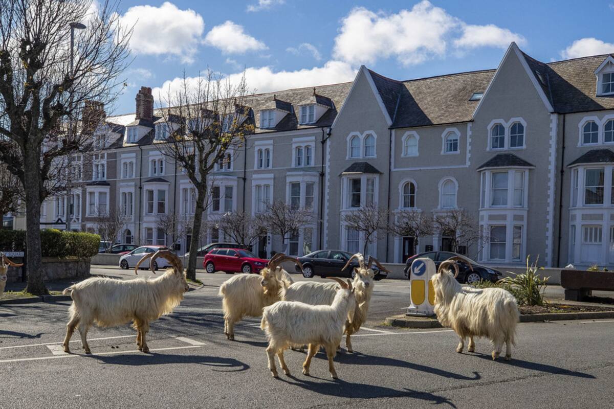 Cabras toman una ciudad de Gales en plena cuarentena