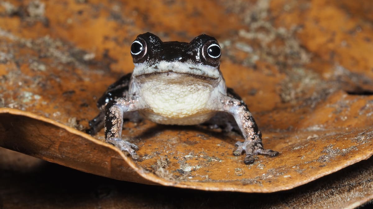 Científicos descubren tres nuevas especies de ranas en el Amazonas y advierten que su distribución limitada y la degradación del hábitat podrían poner en riesgo su supervivencia