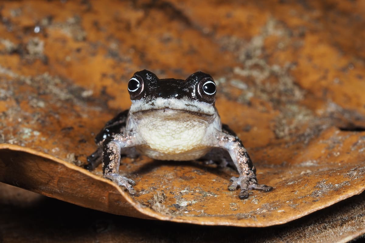 Científicos descubren tres nuevas especies de ranas en el Amazonas y advierten que su distribución limitada y la degradación del hábitat podrían poner en riesgo su supervivencia
