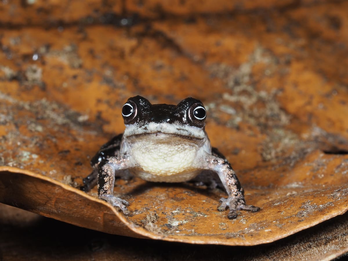 Pristimantis melanops posee un iris oscuro con un anillo blanco alrededor de la pupila, un rasgo poco común entre especies cercanas -Universidad Técnica Particular de Loja