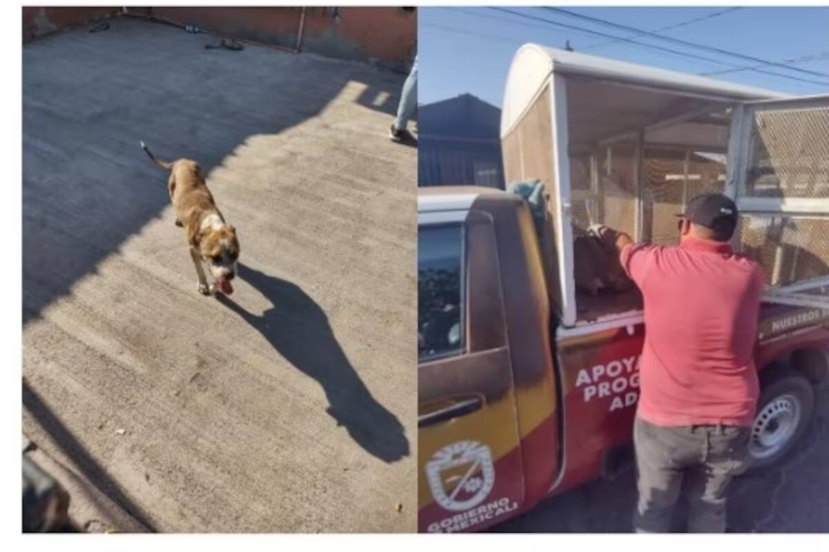Vinculan a proceso a hombre por maltrato animal en “Caso Chencho”