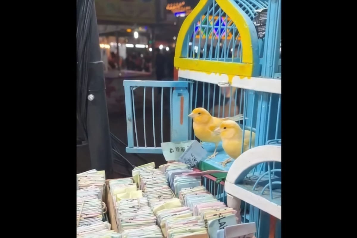 Los últimos pajaritos de la suerte: una tradición que canta en las FDS