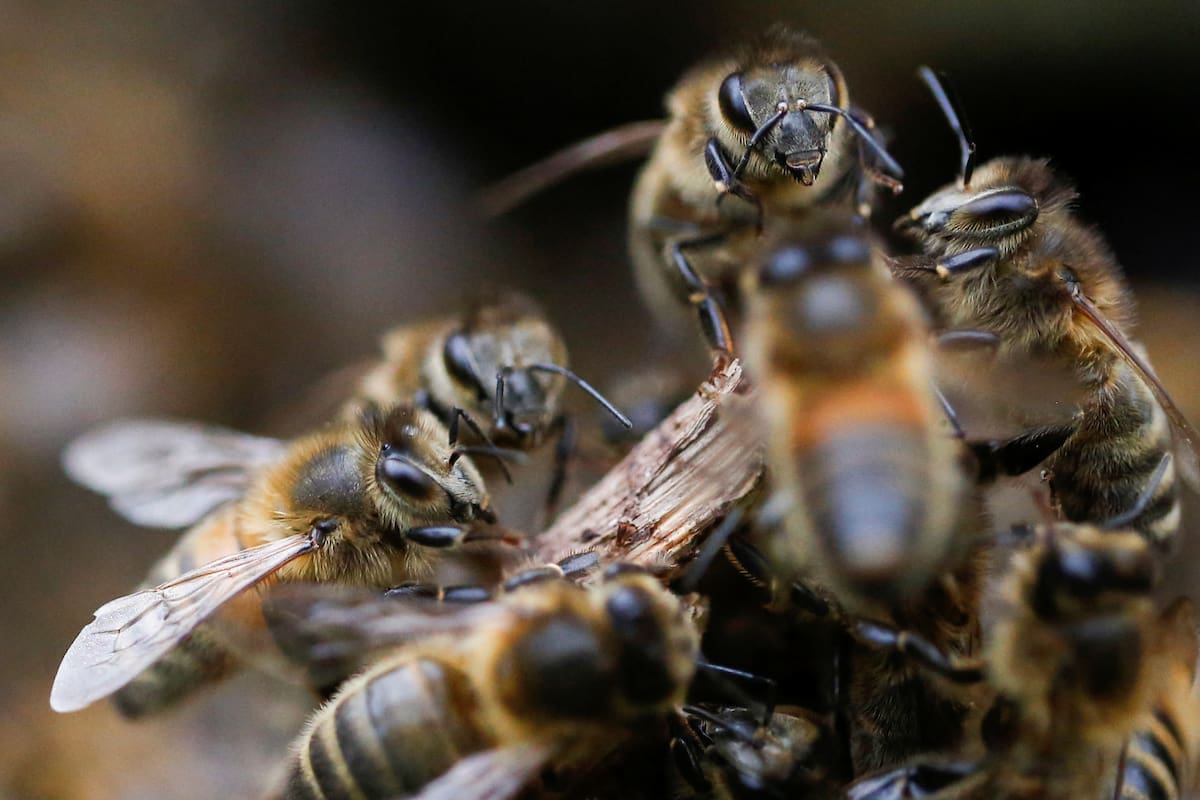 Chile: Se manifiestan apicultores y les sueltan abejas que pican a los policías