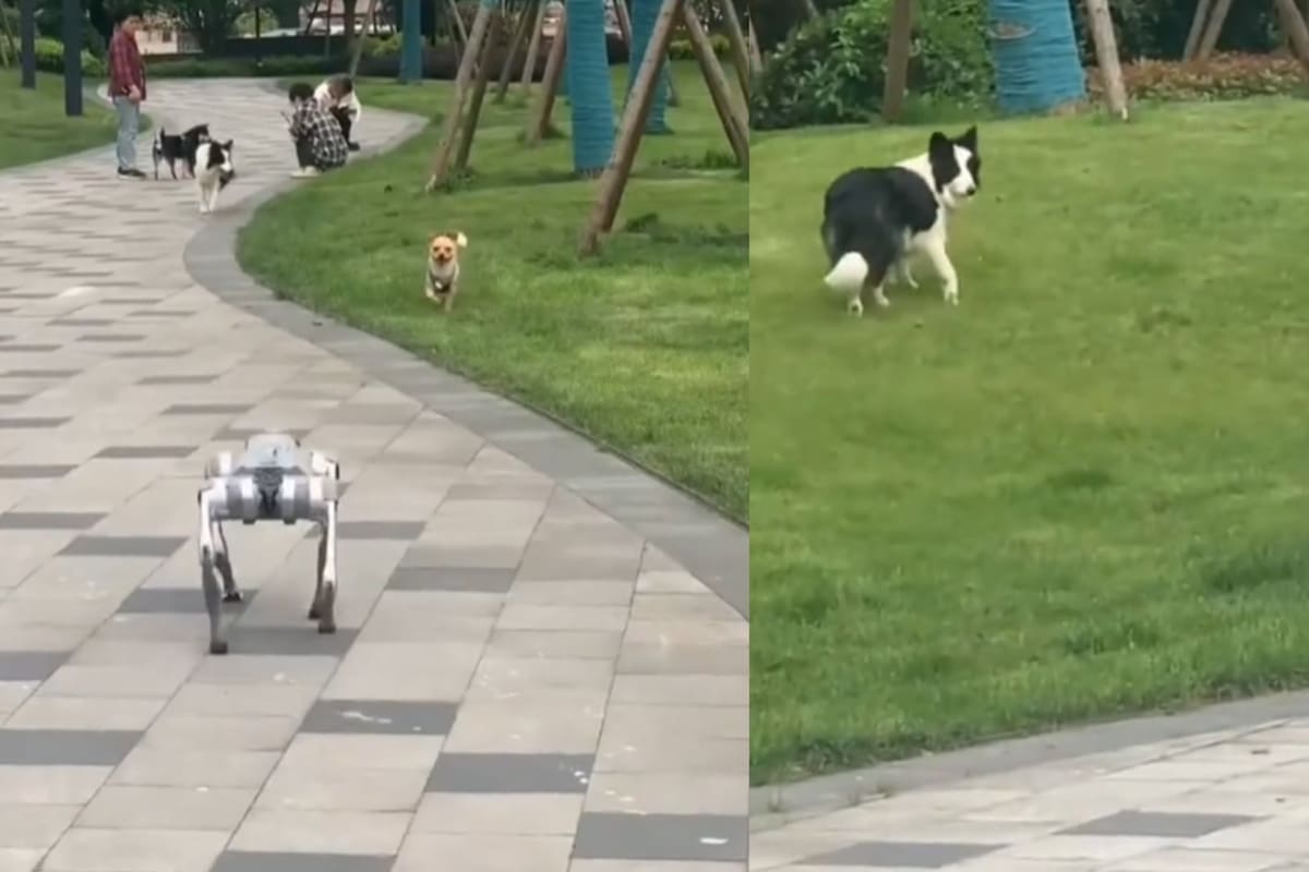 Así reaccionan los perros ante un perro robot