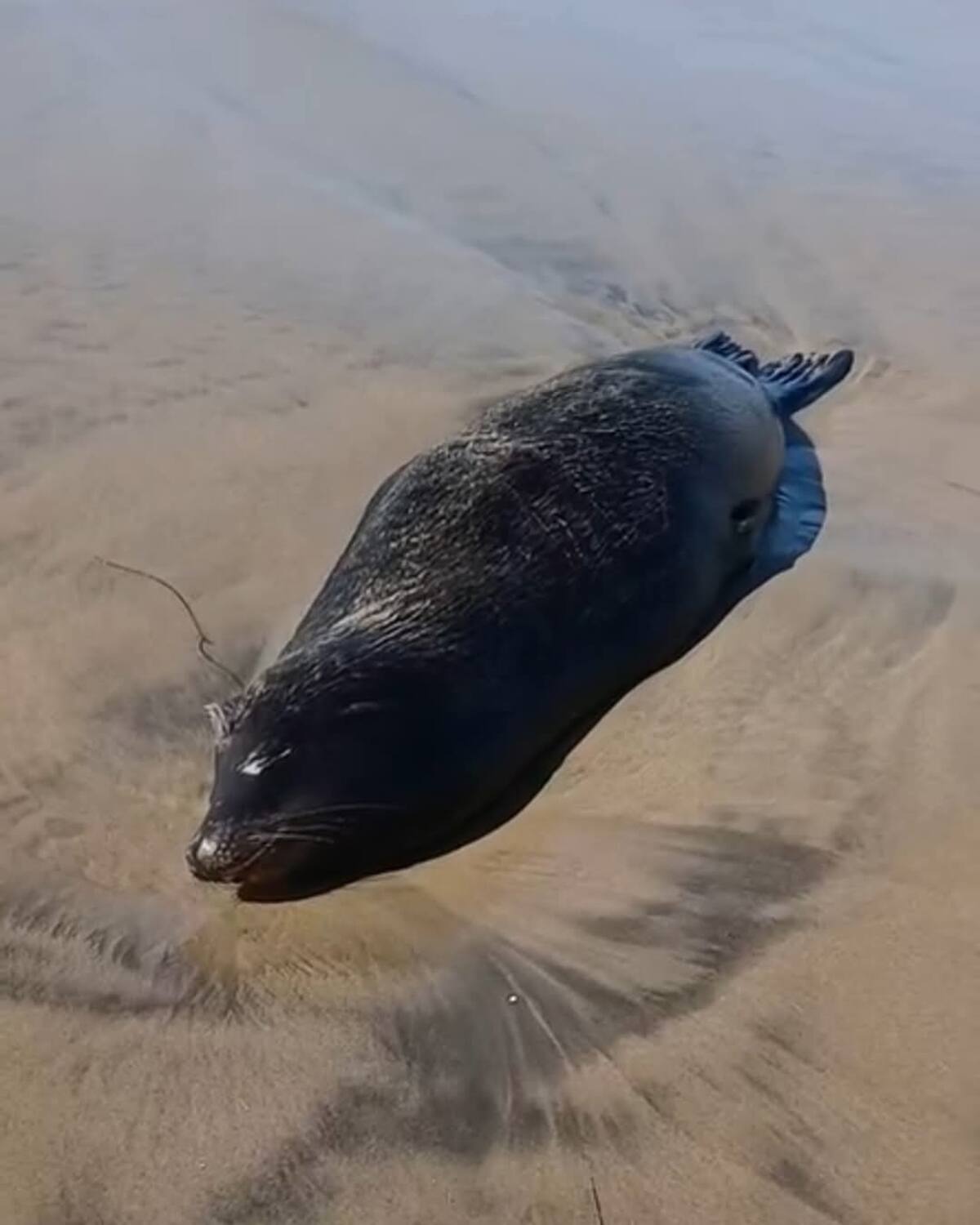 La Profepa reportó dos delfines y cuatro lobos marinos muertos.