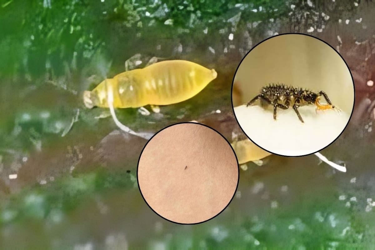Esto debes saber sobre los trips: la “plaga” de insectos que reportan en la CDMX